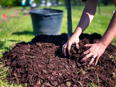 A person spreads dark wood mulch around the base of a newly planted tree in a grassy park on a sunny day, with a large black planter and blurred volunteers visible in the background.